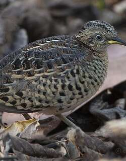 红背三趾鹑 / Red-backed Buttonquail / Turnix maculosus