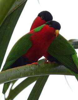 绿领鹦鹉 / Collared Lory / Phigys solitarius