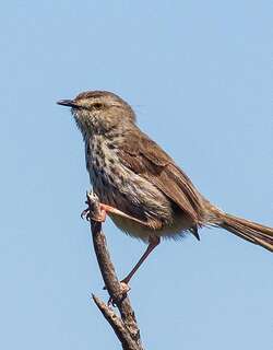 斑山鹪莺 / Karoo Prinia / Prinia maculosa