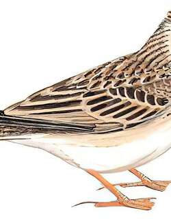 云雀 / Eurasian Skylark / Alauda arvensis