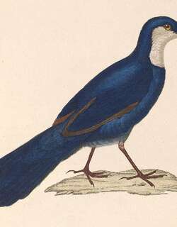 蓝丽鸫 / Blue Jewel-babbler / Ptilorrhoa caerulescens