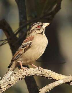 栗背织雀 / Chestnut-backed Sparrow-Weaver / Plocepasser rufoscapulatus