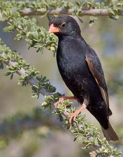 靛蓝维达鸟 / Village Indigobird / Vidua chalybeata