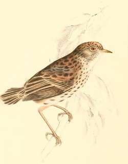 云扇尾莺 / Cloud Cisticola / Cisticola textrix