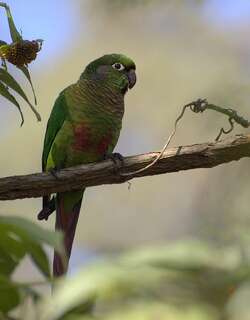 红腹鹦哥 / Maroon-bellied Parakeet / Pyrrhura frontalis