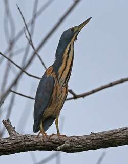 蓝苇鳽 / Dwarf Bittern / Ixobrychus sturmii