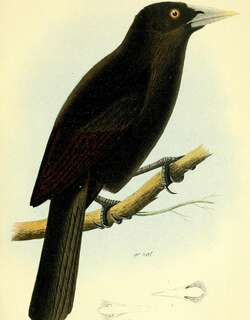 厄瓜多尔酋长鹂 / Ecuadorian Cacique / Cacicus sclateri