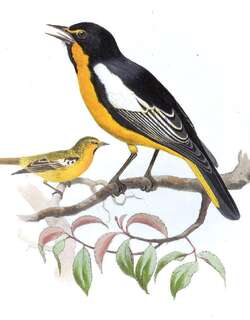 黑背拟鹂 / Black-backed Oriole / Icterus abeillei
