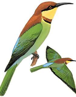 栗头蜂虎 / Chestnut-headed Bee-eater / Merops leschenaulti