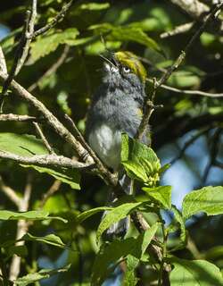 灰蓝莺雀 / Slaty Vireo / Vireo brevipennis