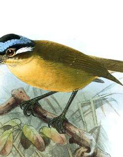 蓝顶鹛鸫 / Blue-capped Ifrit / Ifrita kowaldi