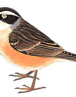 褐岩鹨 / Brown Accentor / Prunella fulvescens