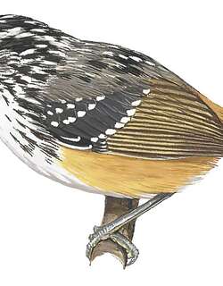 隆多尼亚歌蚁鸟 / Rondonia Warbling Antbird / Hypocnemis ochrogyna