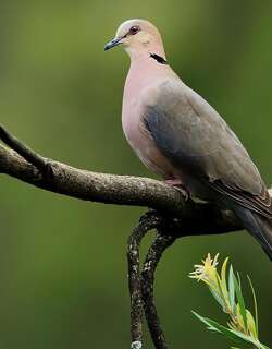 红眼斑鸠 / Red-eyed Dove / Streptopelia semitorquata
