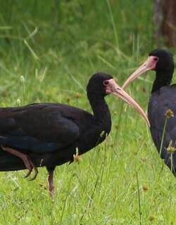 长尾鹮 / Sharp-tailed Ibis / Cercibis oxycerca