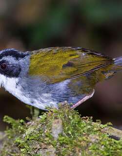 灰眉薮雀 / Grey-browed Brushfinch / Arremon assimilis