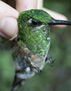 棕尾刀翅蜂鸟 / Lazuline Sabrewing / Campylopterus falcatus