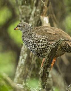希氏鹧鸪 / Hildebrandt’s Spurfowl / Pternistis hildebrandti