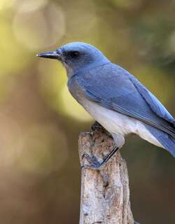 墨西哥丛鸦 / Mexican Jay / Aphelocoma wollweberi