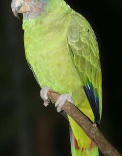 红尾鹦哥 / Red-tailed Amazon / Amazona brasiliensis