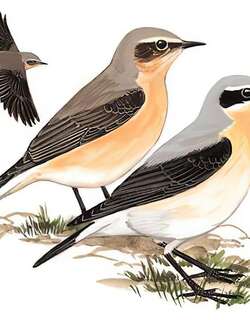 穗䳭 / Northern Wheatear / Oenanthe oenanthe