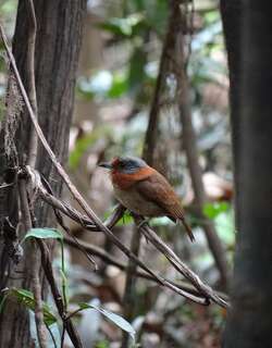 棕颈蓬头䴕 / Rufous-necked Puffbird / Malacoptila rufa