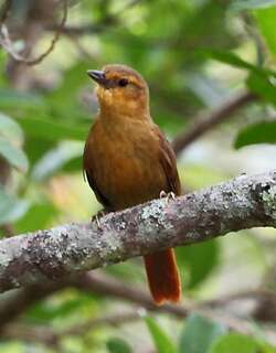 草黄拾叶雀 / Planalto Foliage-gleaner / Syndactyla dimidiata
