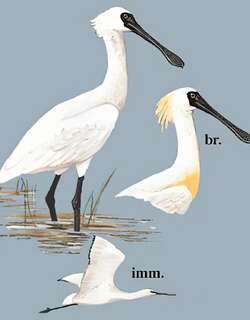 黑脸琵鹭 / Black-faced Spoonbill / Platalea minor