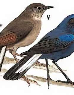 白尾蓝[地]鸲 / White-tailed Robin