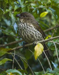 齿嘴园丁鸟 / Tooth-billed Bowerbird / Scenopoeetes dentirostris