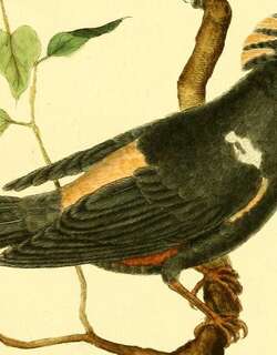 暗黄顶黑唐纳雀 / Fulvous-crested Tanager / Tachyphonus surinamus