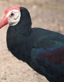 秃鹮 / Southern Bald Ibis / Geronticus calvus
