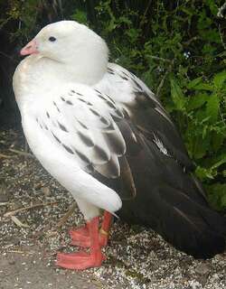 黑翅草雁 / Andean Goose / Chloephaga melanoptera