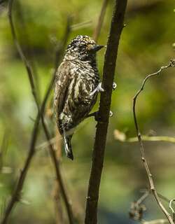 厄瓜多尔姬啄木鸟 / Ecuadorian Piculet / Picumnus sclateri