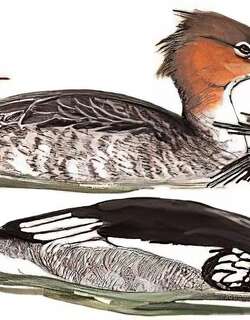 红胸秋沙鸭 / Red-breasted Merganser / Mergus serrator