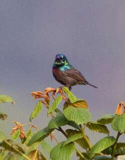 南非橙簇花蜜鸟 / Orange-tufted Sunbird / Cinnyris bouvieri
