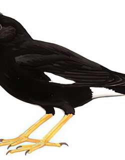 林八哥 / Great Myna / Acridotheres grandis