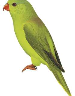 米氏鹦鹉 / Meek’s Lorikeet / Charmosyna meeki
