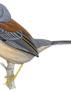 黄纹印加雀 / Buff-bridled Inca Finch / Incaspiza laeta