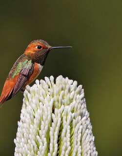 艾氏煌蜂鸟 / Allen’s Hummingbird / Selasphorus sasin