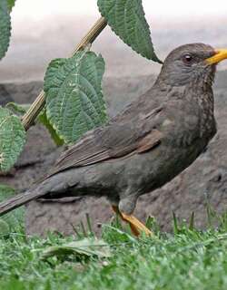 芝古鸫 / Chiguanco Thrush / Turdus chiguanco
