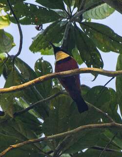黄喉花蜜鸟 / Buff-throated Sunbird / Chalcomitra adelberti