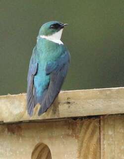 金色树燕 / Golden Swallow / Tachycineta euchrysea