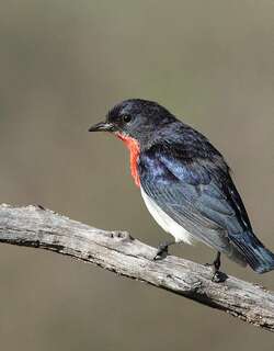 澳洲啄花鸟 / Mistletoebird / Dicaeum hirundinaceum