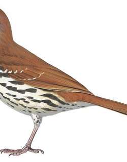 长弯嘴嘲鸫 / Long-billed Thrasher / Toxostoma longirostre