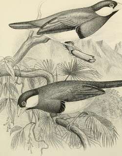 帝汶禾雀 / Timor Sparrow / Lonchura fuscata