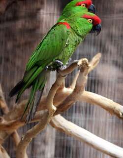 厚嘴鹦哥 / Thick-billed Parrot / Rhynchopsitta pachyrhyncha