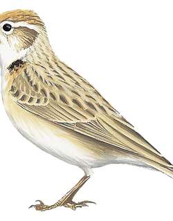 棕顶百灵 / Rufous-capped Lark / Calandrella eremica