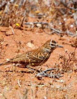 红背歌百灵 / Karoo Lark / Calendulauda albescens