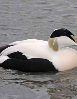 欧绒鸭 / Common Eider / Somateria mollissima